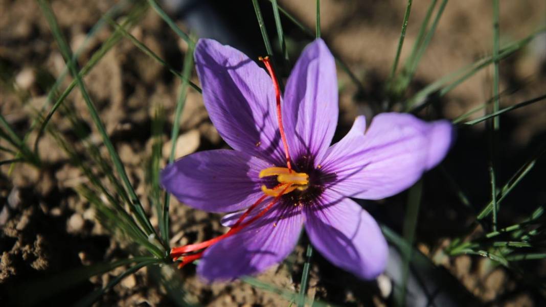 Karabük'te safran hasadı sürüyor 5