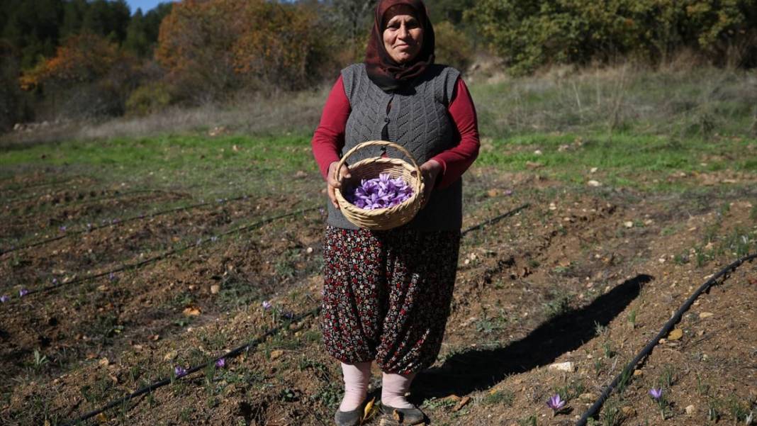 Karabük'te safran hasadı sürüyor 6