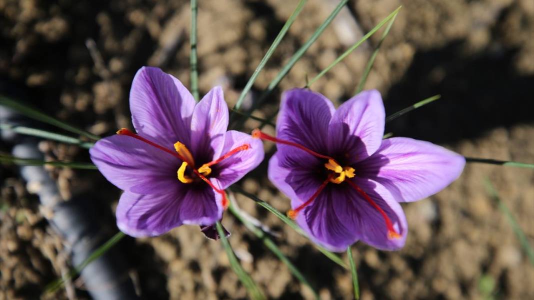 Karabük'te safran hasadı sürüyor 7