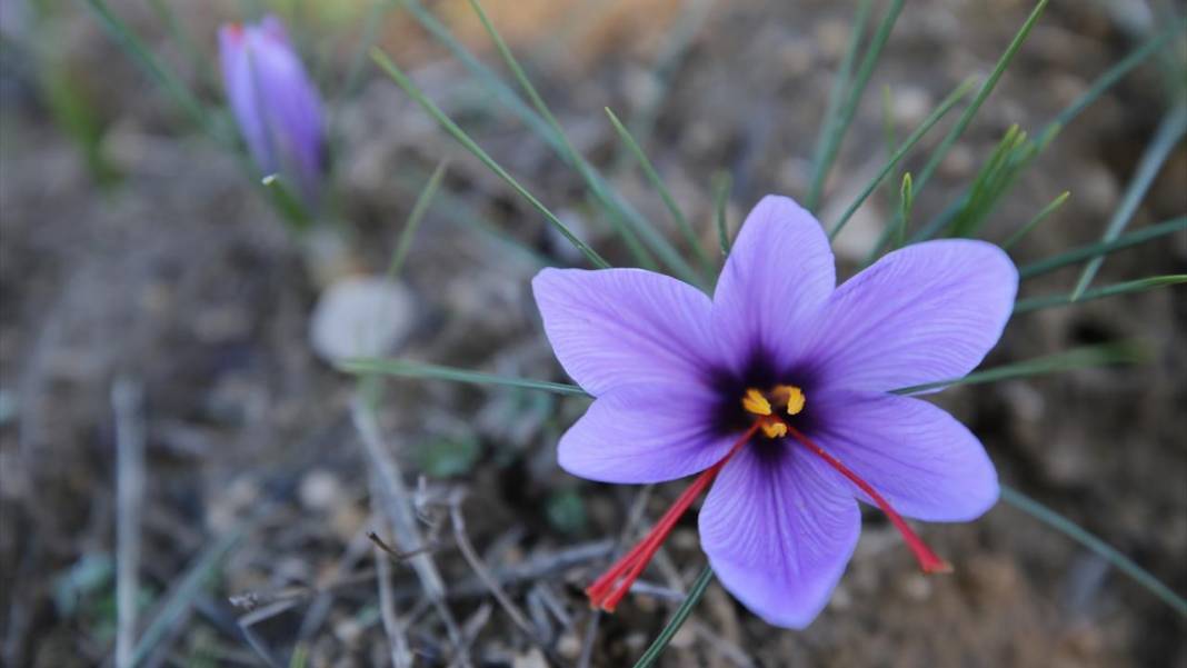 Karabük'te safran hasadı sürüyor 8