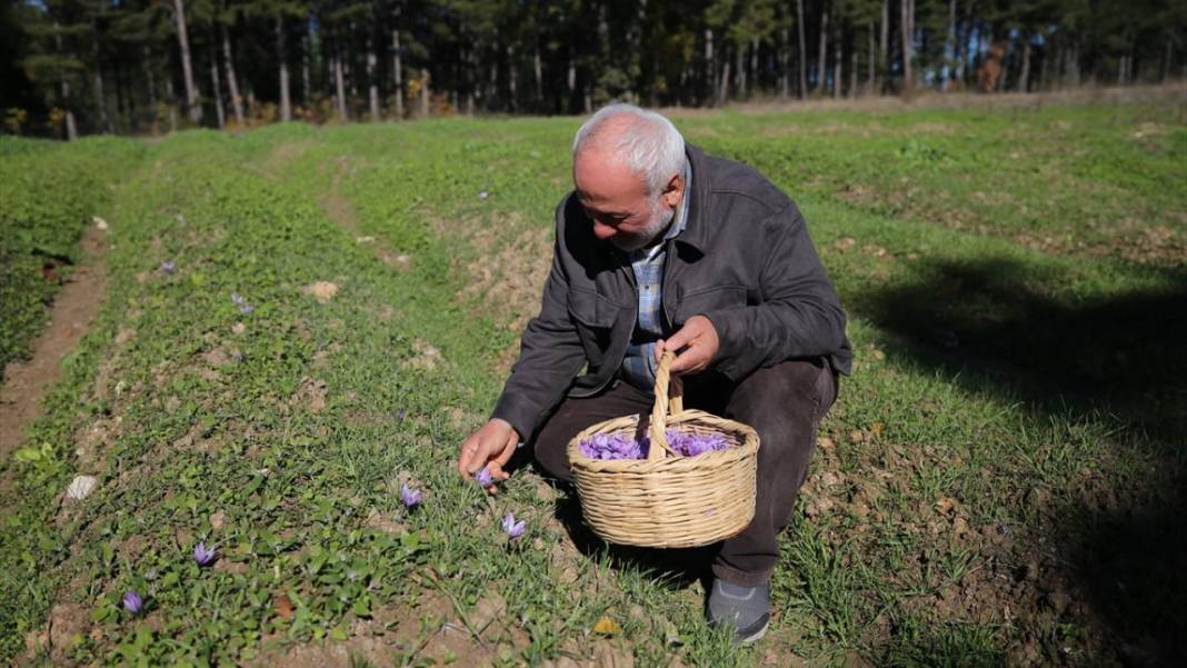 Karabük'te safran hasadı sürüyor 9