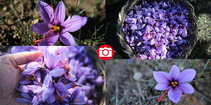 Karabük'te safran hasadı sürüyor