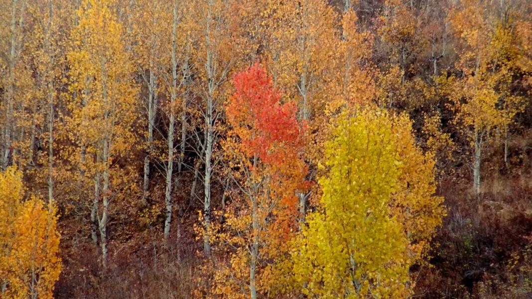 Kars'ta sonbaharın son güzellikleri yaşanıyor 1