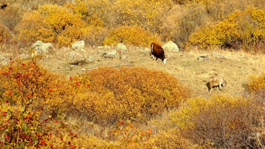 Kars'ta sonbaharın son güzellikleri yaşanıyor 10
