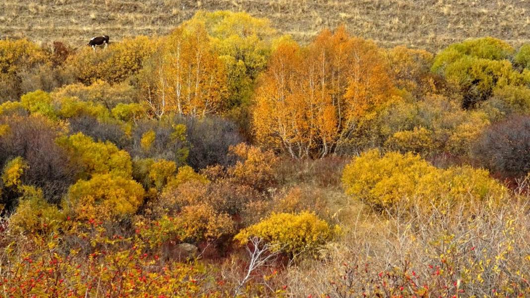 Kars'ta sonbaharın son güzellikleri yaşanıyor 11