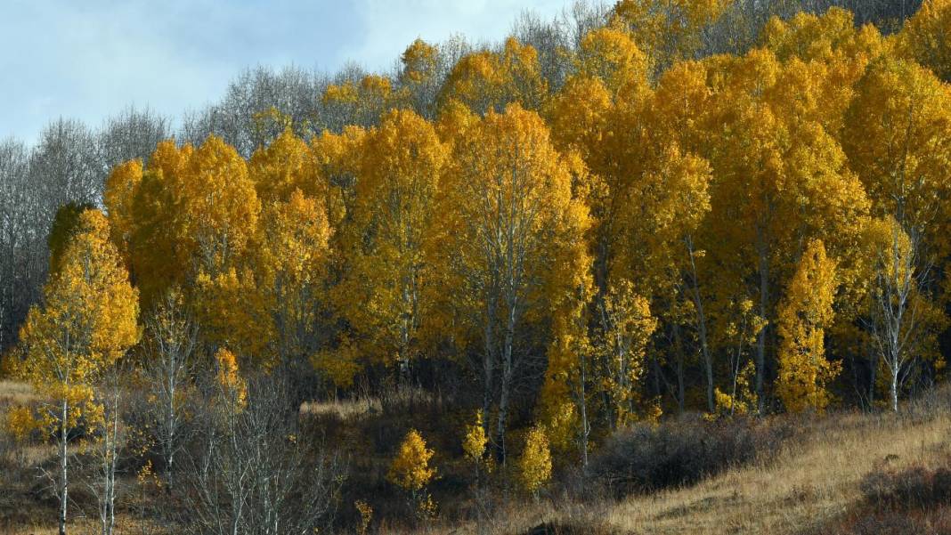 Kars'ta sonbaharın son güzellikleri yaşanıyor 12