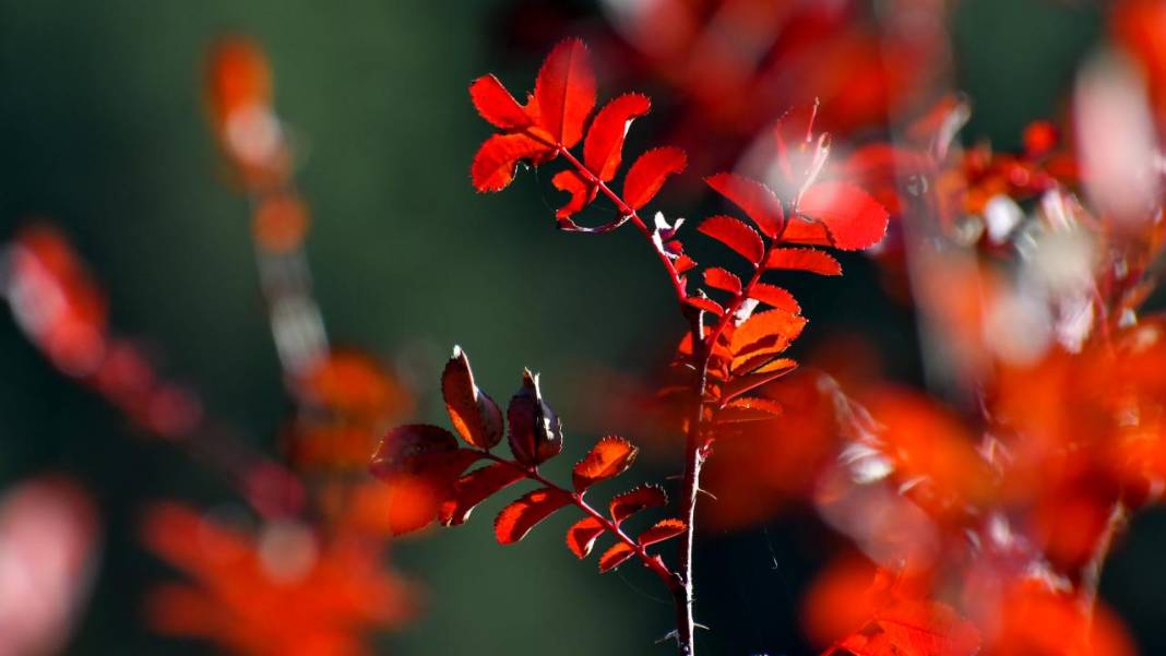 Kars'ta sonbaharın son güzellikleri yaşanıyor 2