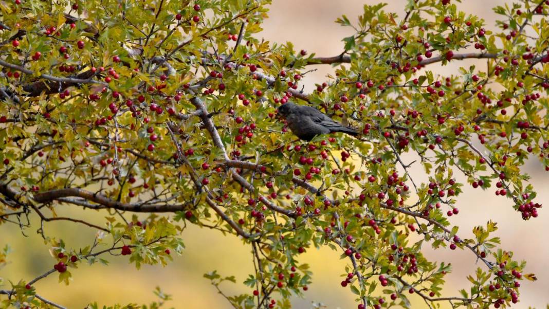 Kars'ta sonbaharın son güzellikleri yaşanıyor 3