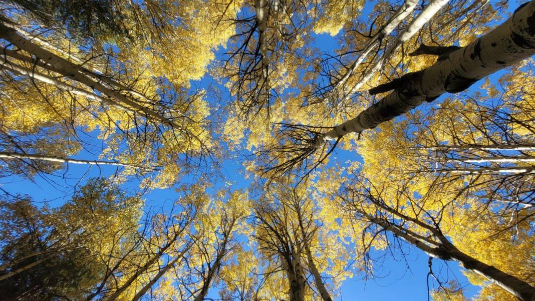 Kars'ta sonbaharın son güzellikleri yaşanıyor 4