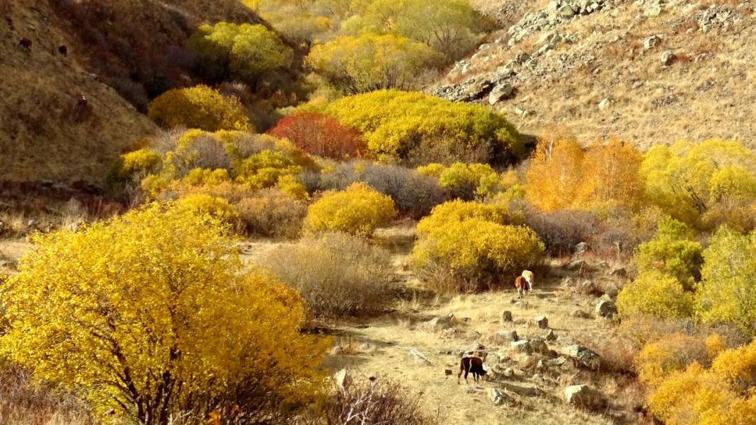 Kars'ta sonbaharın son güzellikleri yaşanıyor 6