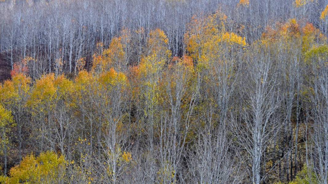 Kars'ta sonbaharın son güzellikleri yaşanıyor 7