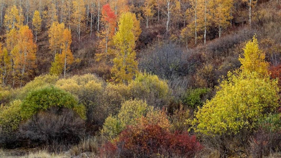Kars'ta sonbaharın son güzellikleri yaşanıyor 8
