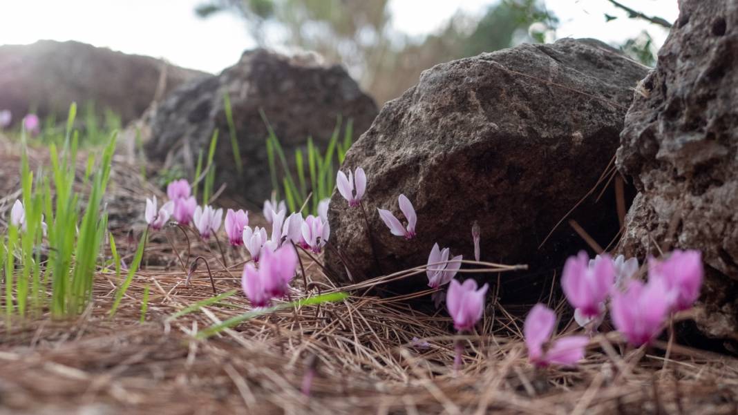 Kış çiçeği Antalya'da gülümsüyor 1