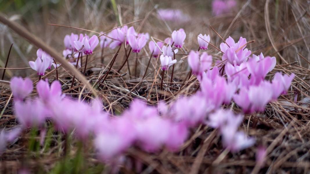 Kış çiçeği Antalya'da gülümsüyor 10