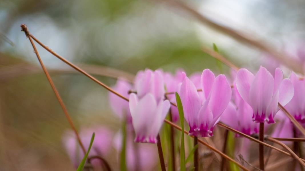 Kış çiçeği Antalya'da gülümsüyor 11