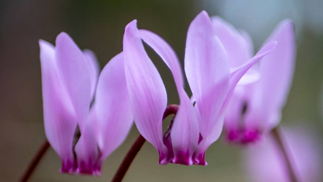 Kış çiçeği Antalya'da gülümsüyor 12