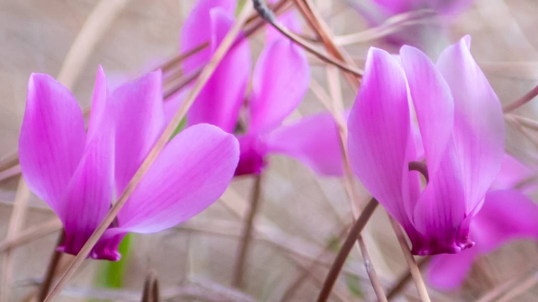 Kış çiçeği Antalya'da gülümsüyor 13