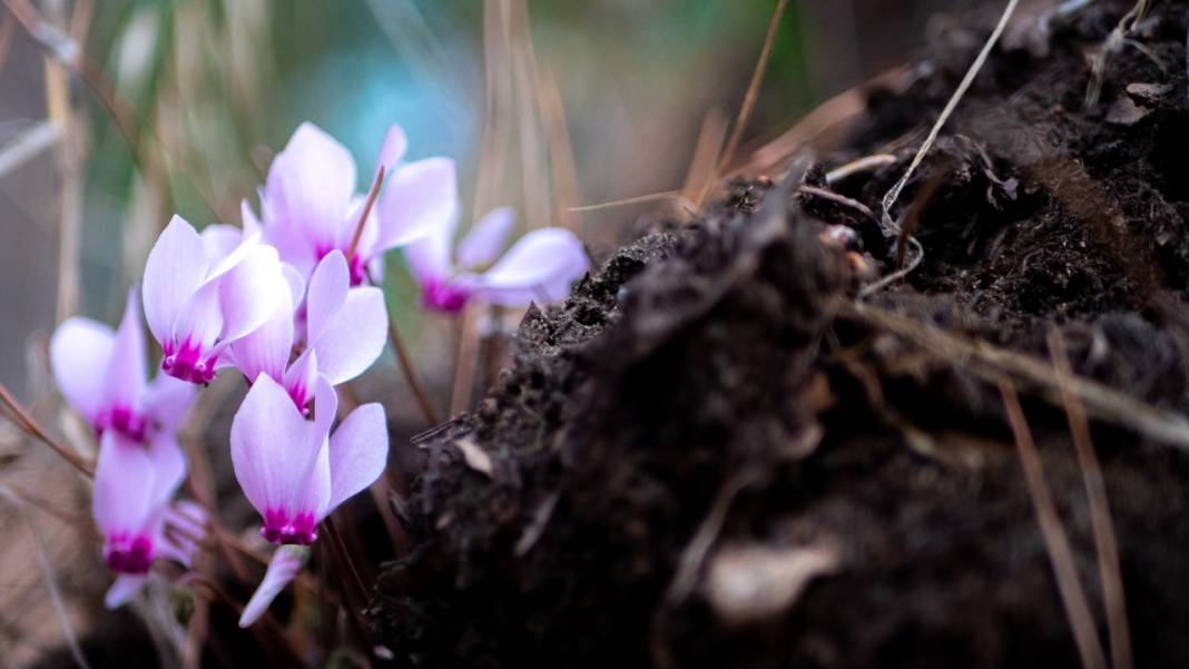 Kış çiçeği Antalya'da gülümsüyor 14