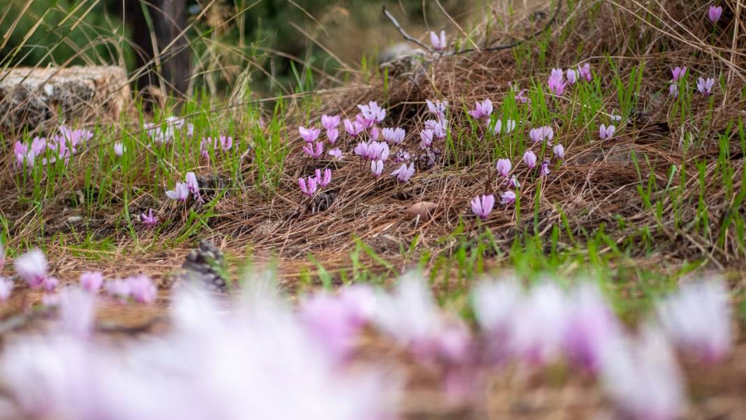 Kış çiçeği Antalya'da gülümsüyor 15