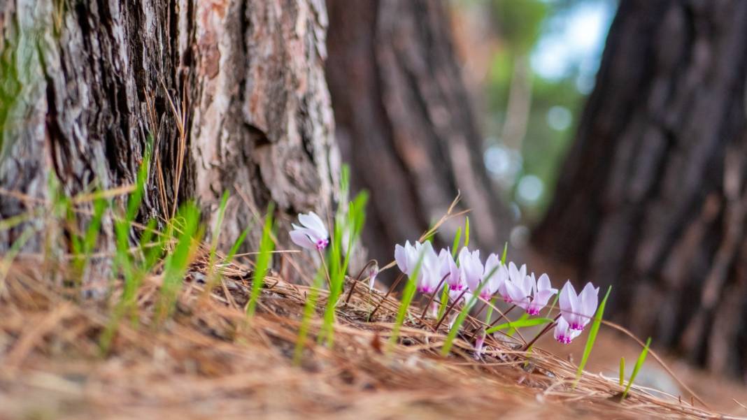 Kış çiçeği Antalya'da gülümsüyor 16