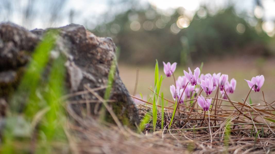 Kış çiçeği Antalya'da gülümsüyor 2