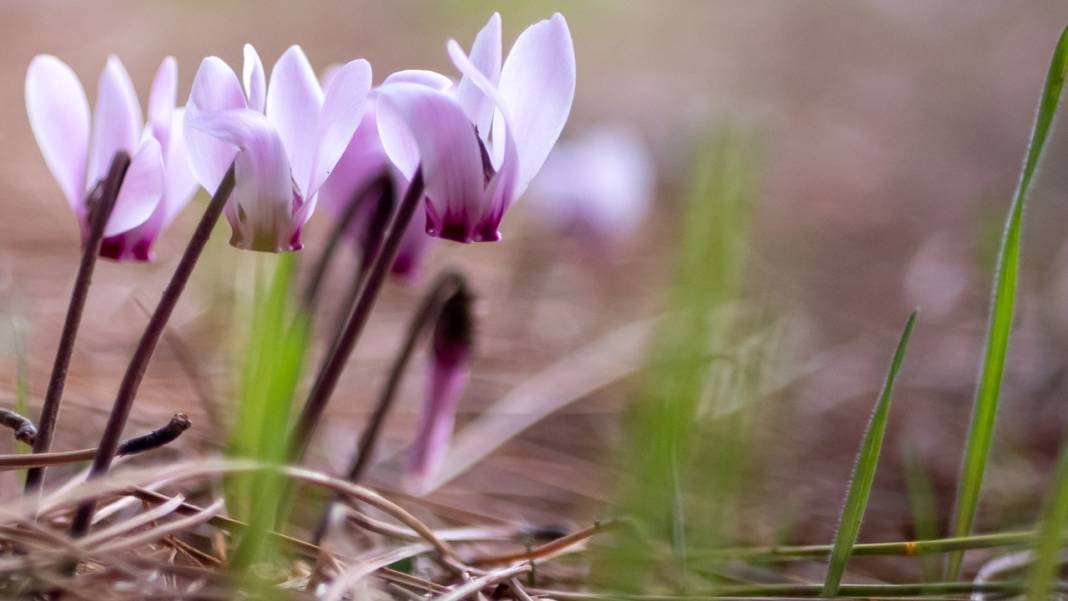 Kış çiçeği Antalya'da gülümsüyor 3