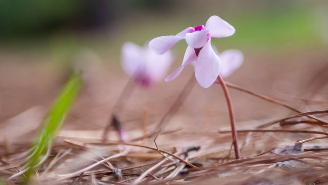 Kış çiçeği Antalya'da gülümsüyor 4