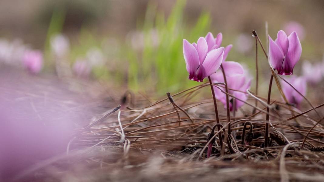 Kış çiçeği Antalya'da gülümsüyor 5