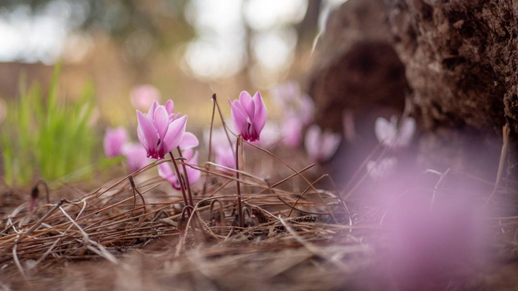 Kış çiçeği Antalya'da gülümsüyor 6