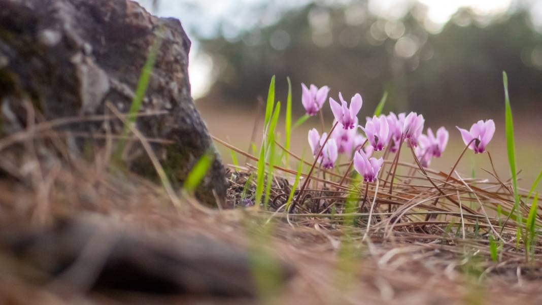 Kış çiçeği Antalya'da gülümsüyor 7