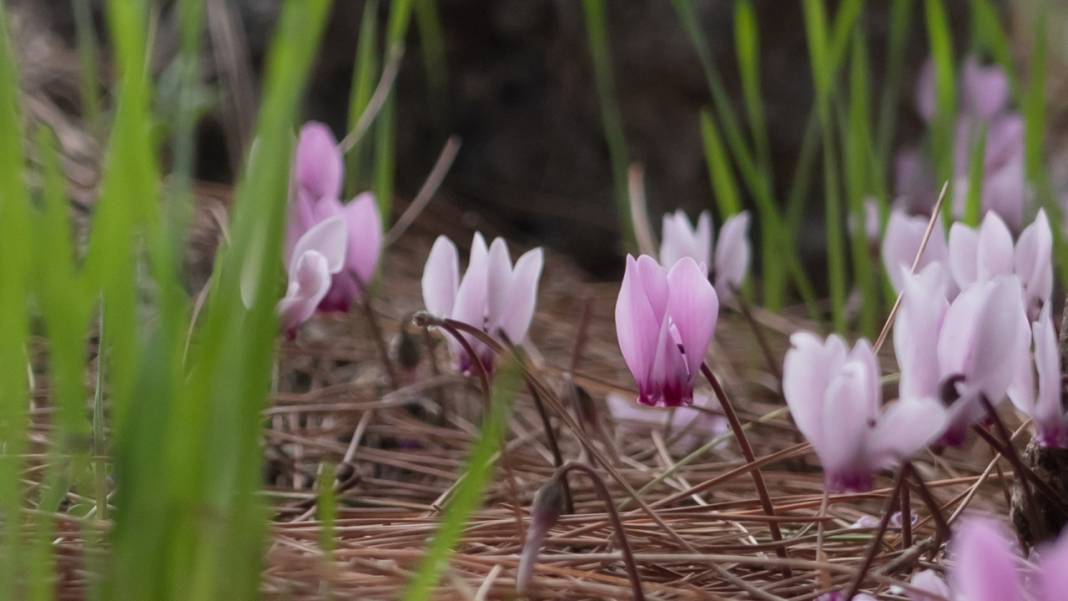 Kış çiçeği Antalya'da gülümsüyor 8