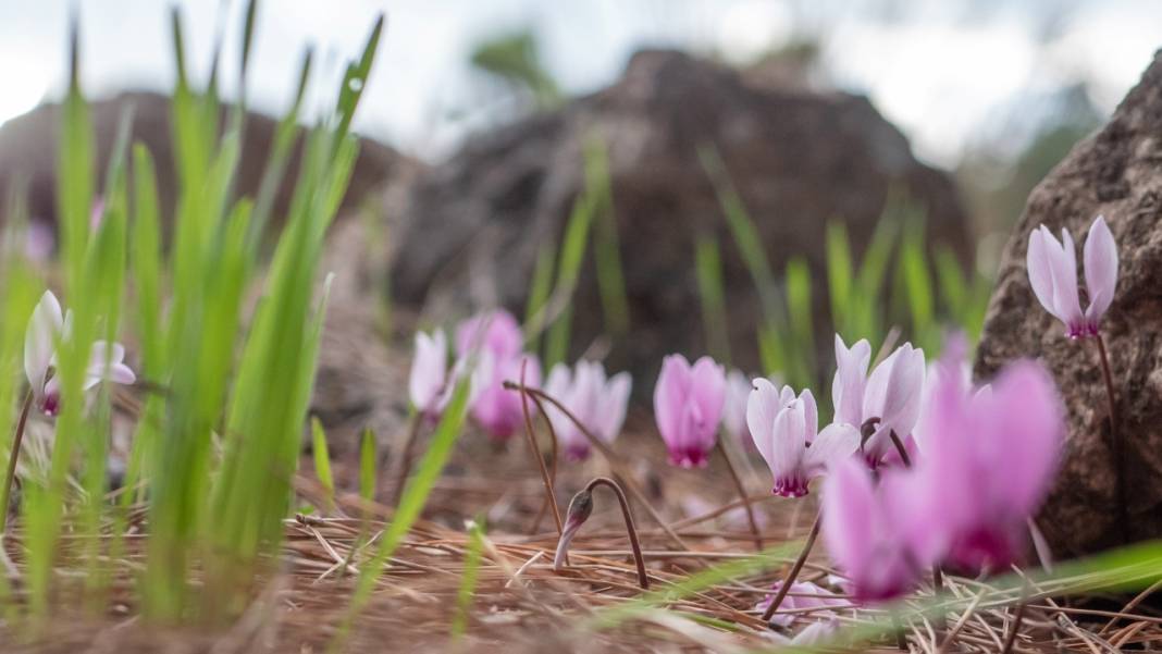 Kış çiçeği Antalya'da gülümsüyor 9