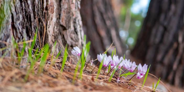 Kış çiçeği Antalya'da gülümsüyor