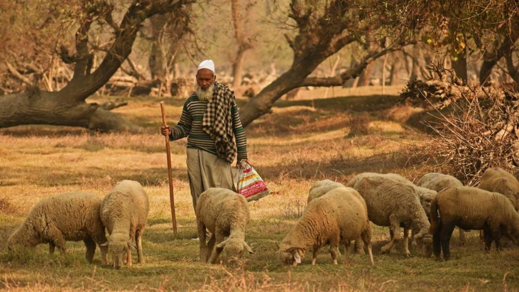 Cammu Keşmir'de sonbahar renkleri 6
