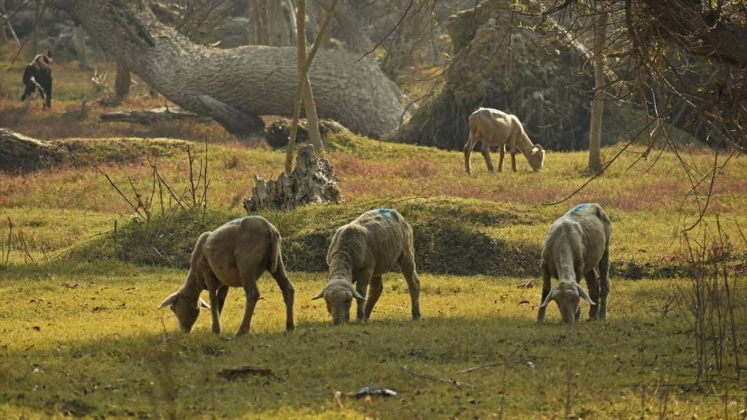 Cammu Keşmir'de sonbahar renkleri 7