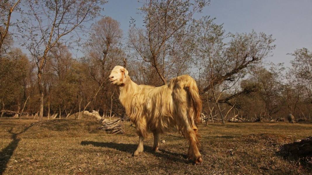 Cammu Keşmir'de sonbahar renkleri 8