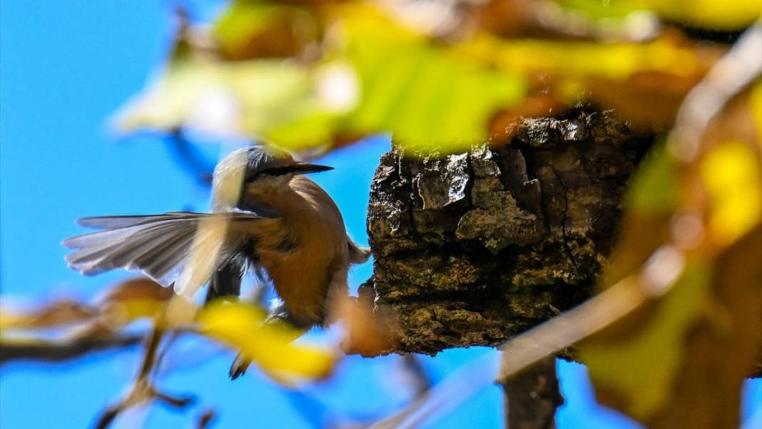 Bahçesaray’da sonbahar 10