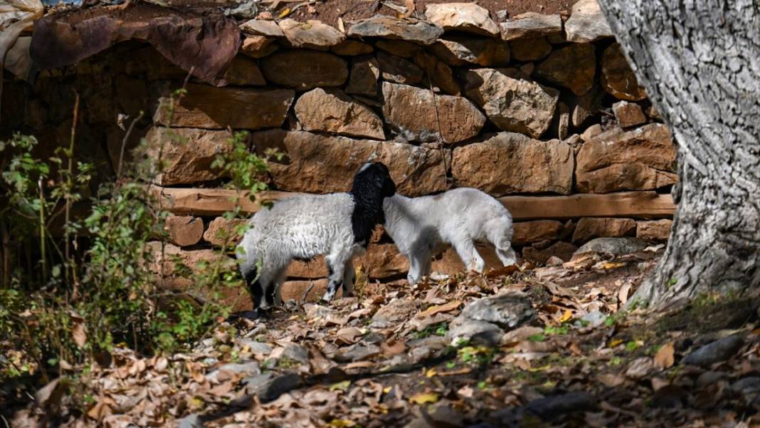 Bahçesaray’da sonbahar 11