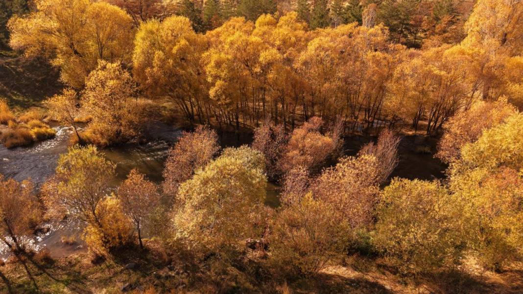 İnci Kefali Tabiat Parkı'nda sarı sonbahar 10