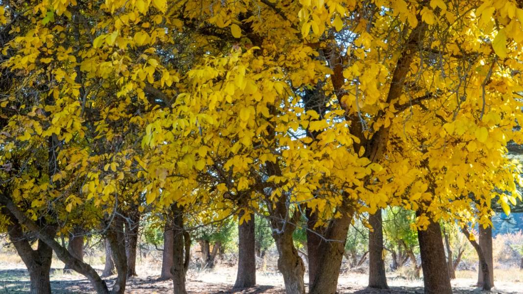 Isparta Gölcük Tabiat Parkı'nda sonbahar tefekkürü 19