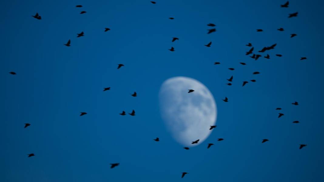 Manyas Kuş Cenneti'nde gün batımı 10