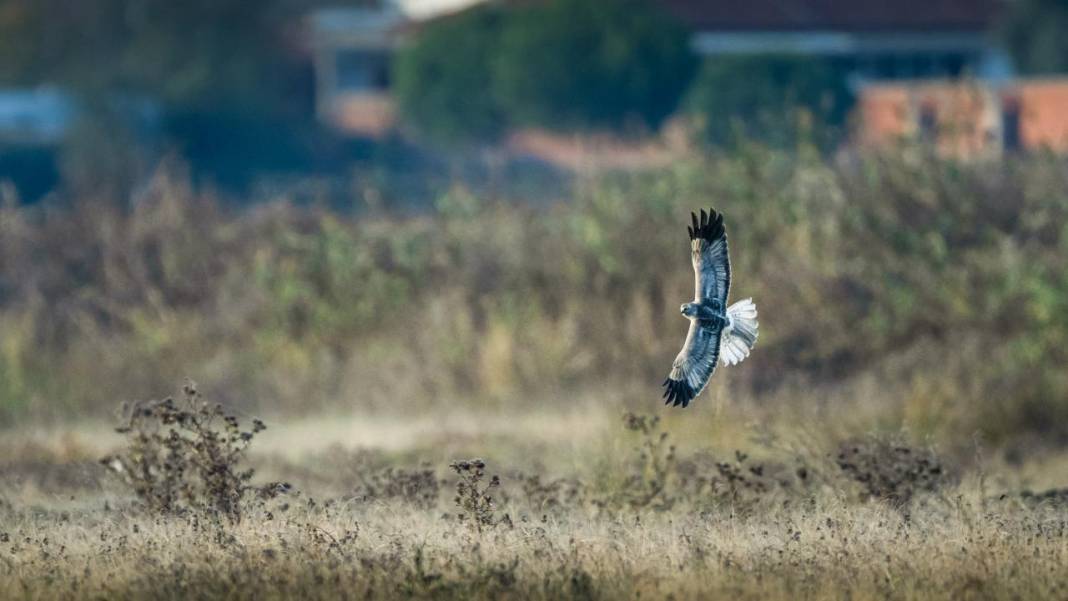 Manyas Kuş Cenneti'nde gün batımı 12