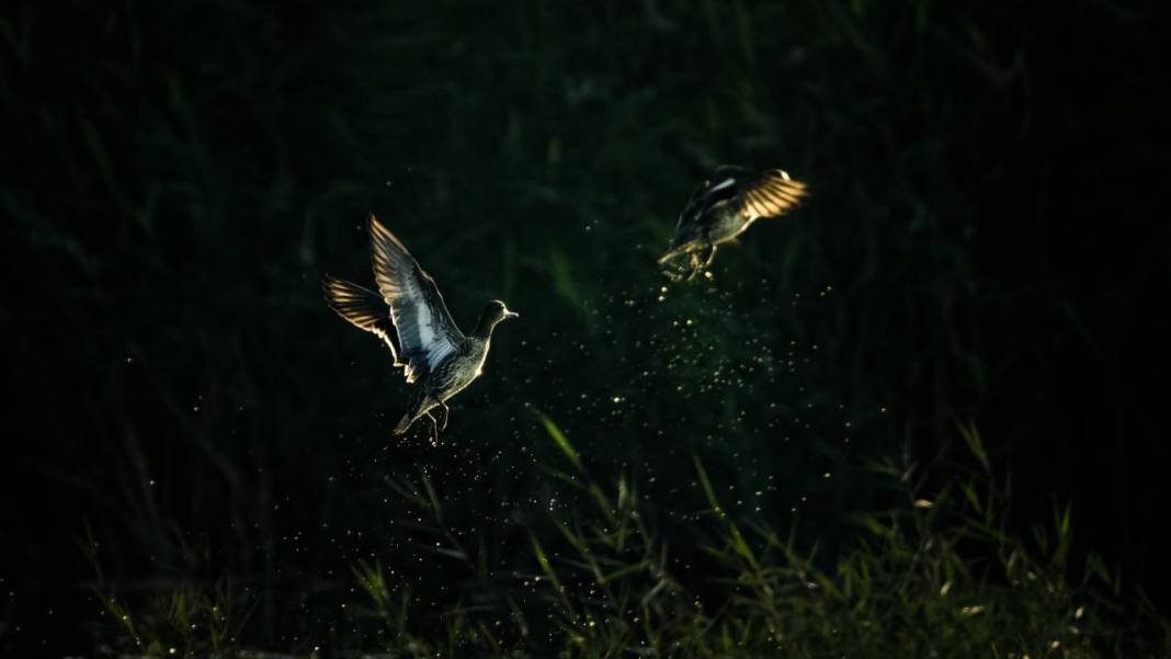 Manyas Kuş Cenneti'nde gün batımı 13