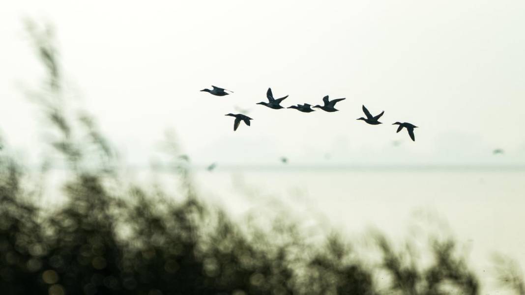 Manyas Kuş Cenneti'nde gün batımı 2