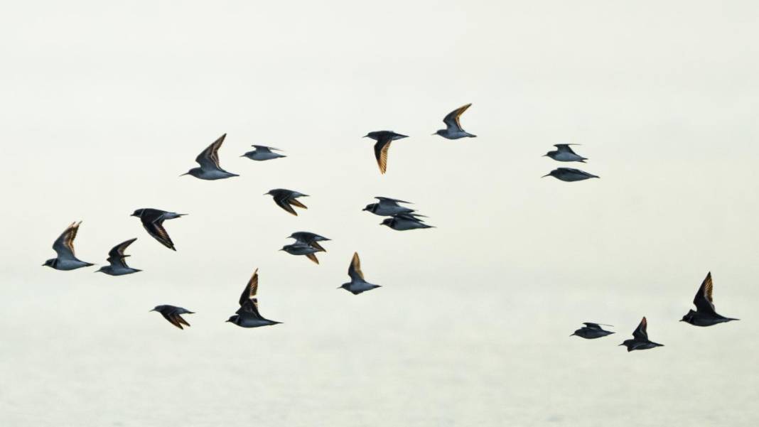 Manyas Kuş Cenneti'nde gün batımı 3
