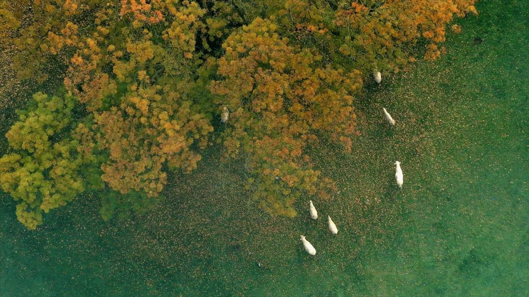 Efteni Gölü Kuş Cenneti'nde sonbahar 1