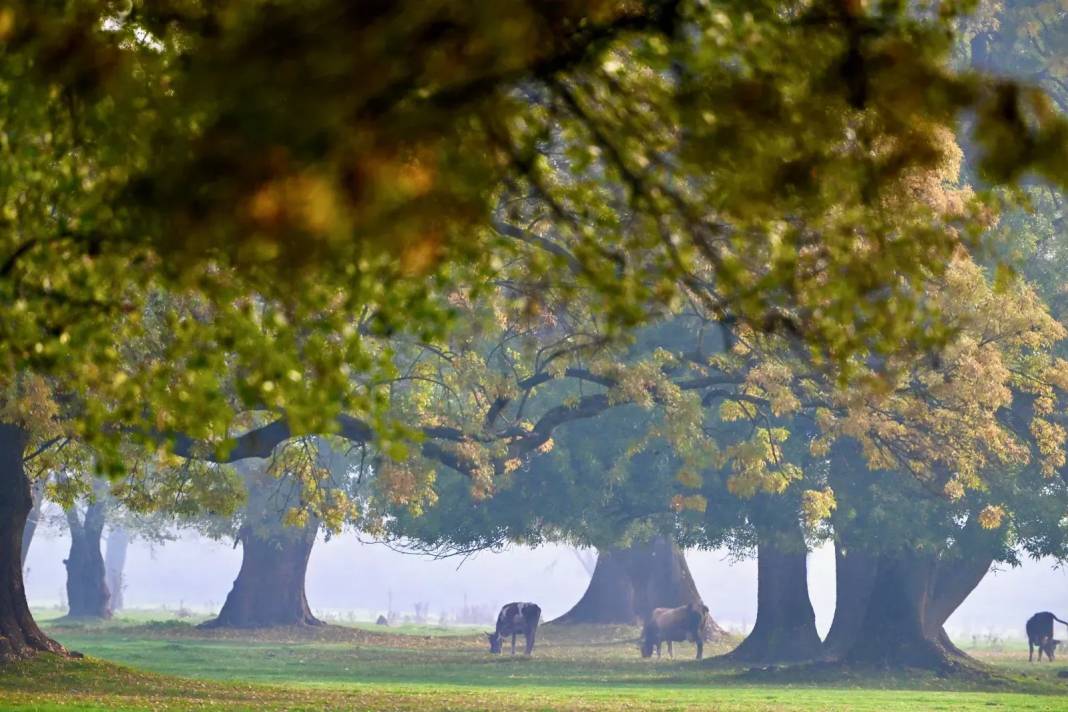 Efteni Gölü Kuş Cenneti'nde sonbahar 10