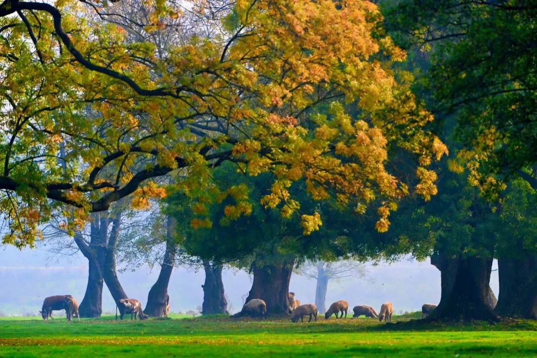 Efteni Gölü Kuş Cenneti'nde sonbahar 7