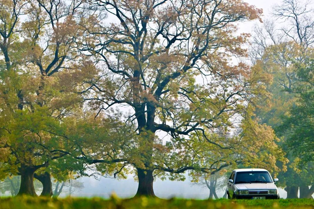 Efteni Gölü Kuş Cenneti'nde sonbahar 9