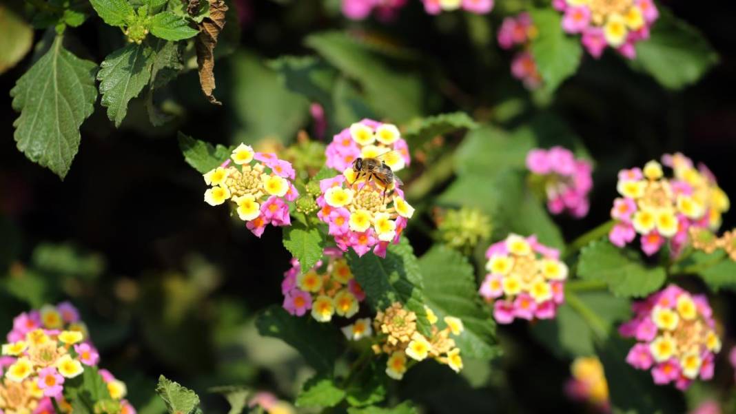 Yumurtalık Lagünü’nde renkli sonbahar 1